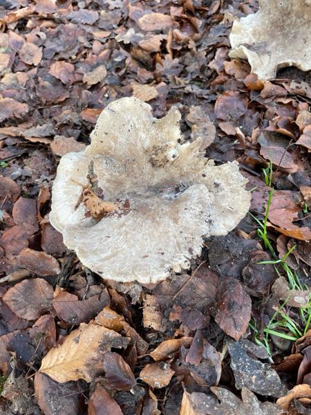 Nevelzwam (Clitocybe nebularis)